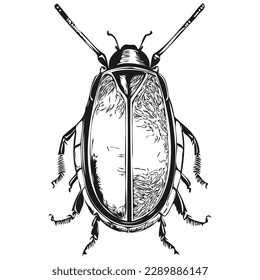 Realistic beetle vector, hand drawn animal illustration beetles
