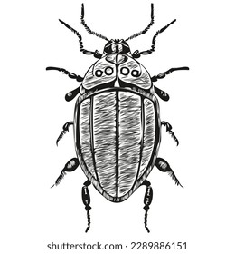 Realistic beetle vector, hand drawn animal illustration beetles
