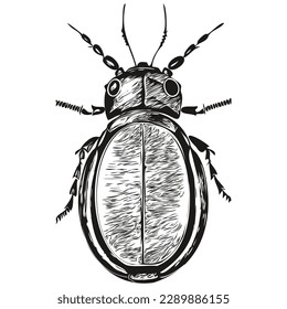 Realistic beetle vector, hand drawn animal illustration beetles
