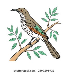 Realistic Bendires Thrasher Bird Illustration. Concept of Bird Design.