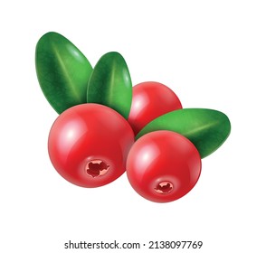 Realistic berries composition with isolated image of cranberry with ripe leaves on blank background vector illustration
