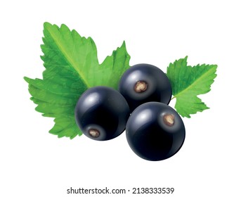 Realistic berries composition with isolated image of blackcurrant with ripe leaves on blank background vector illustration