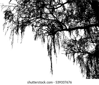 Realistic birch tree branches silhouette (Vector illustration).Eps10