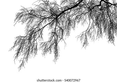 Realistic birch tree branches silhouette (Vector illustration).Eps10