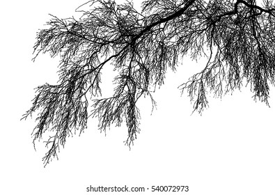 Realistic birch tree branches silhouette (Vector illustration).Eps10