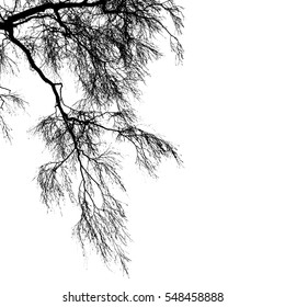 Realistic birch tree branches silhouette (Vector illustration).Eps10