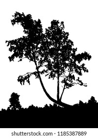 Realistic birch tree silhouette (Vector illustration).Eps10
