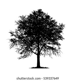 Realistic birch tree silhouette (Vector illustration).Eps10