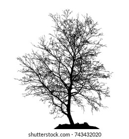 Realistic birch tree silhouette (Vector illustration).Eps10