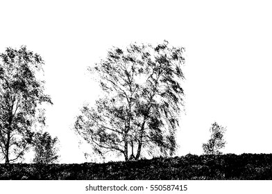 Realistic birch trees silhouette (Vector illustration).Eps10