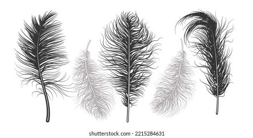 Realistic bird feathers. Vector illustration