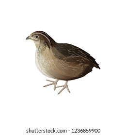 Realistic bird quail. Vector illustration isolated on white background