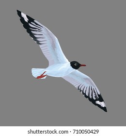 Realistic bird Seagull flying on a grey background. Vector illustration of realistic bird Black-Headed Gull for your journal article or encyclopedia.