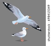 Realistic bird Seagull isolated on a grey background. Vector illustration of European Herring Gull for your journal article or encyclopedia. Element for your design. Flying and standing bird.