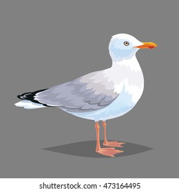 Realistic bird Seagull isolated on a white background. Vector illustration of realistic bird European Herring Gull for your journal article or encyclopedia.