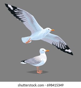 Realistic bird Seagull isolated on a grey background. Vector illustration of European Herring Gull for your journal article or encyclopedia. Element for your design. Flying and standing bird.