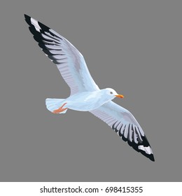 Realistic bird Seagull isolated on a grey background. Vector illustration of European Herring Gull for your journal article or encyclopedia. Element for your design. Flying white bird with grey wings.