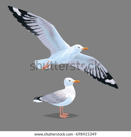 Realistic bird Seagull isolated on a grey background. Vector illustration of European Herring Gull for your journal article or encyclopedia. Element for your design. Flying and standing bird.