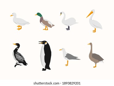 Realistic Bird Species Collection, With Eight Different Bird Species Vector Illustration.