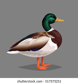 Realistic bird Wild Duck isolated on a white background. Colorful vector illustration of realistic male bird Mallard for your design, journal article and encyclopedia.