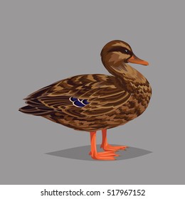 Realistic bird Wild Duck isolated on a grey background. Vector illustration of realistic female bird Mallard for your design, journal article and encyclopedia.