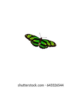 Realistic Birdwing Element. Vector Illustration Of Realistic Green Peacock Isolated On Clean Background. Can Be Used As Green, Butterfly And Fly Symbols.