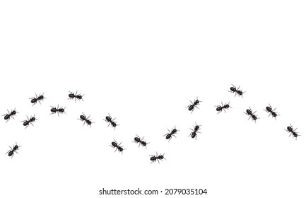 Realistic black ants trail. Insects marching in a wavy line.