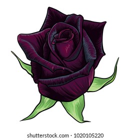 Realistic black baccara rose vector. Beautiful hand drawn flower design.