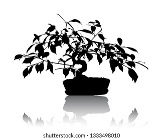 Realistic black bonsai tree isolated on white background