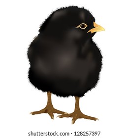 realistic black Chick, vector