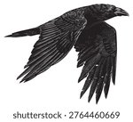 Realistic black crow or raven bird illustration drawing in traditional hand drawn style. Woodcut or engraving ink style, scratchboard looking line art.