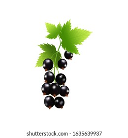 Realistic black currant with branch and leaves . Isolated berry clusters  on a white background.Perfumery and medical plant.For juice, pudding, smoothie, sauces ads.Vector  illustration.
