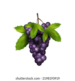Realistic black grape with leaves. Icon of fresh grape bunch ripe isolated on white background. Tasty seasonal fruit berry, red wine production element. 3d vector illustration