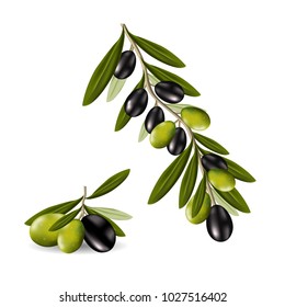 Realistic black and green olives on a branch isolated on a white background. Vector 3d illustration.