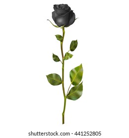 Realistic Black rose isolated on white. EPS 10 vector file included