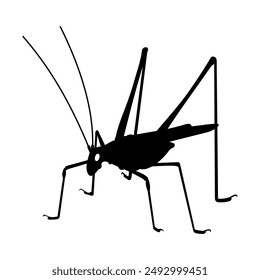 Realistic black silhouette of grasshopper on transparent background