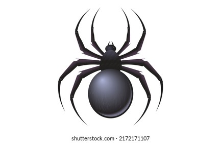 Realistic black spider on white background. Wild spider on white background