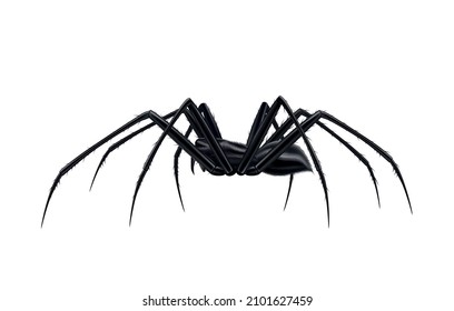 Realistic Black Spider Side View Vector Illustration