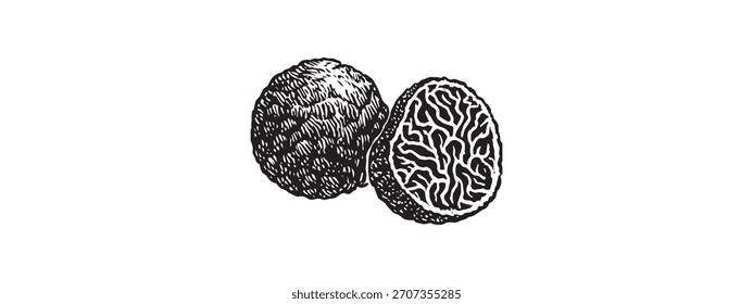 Vector de trufa negro realista. Línea de Ingredientes Gourmet. Descarga en formato de alta resolución 