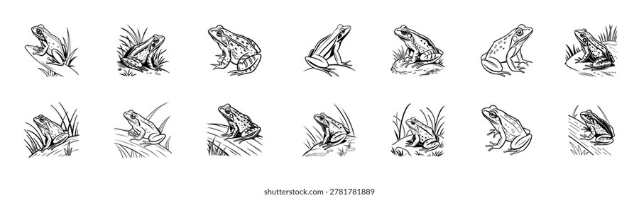 realistic black and white frog illustrations high quality