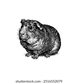 Realistic Black and White Guinea Pig Drawing. Vector illustration design.