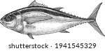 realistic black and white hand drawn illustration of bigeye tuna (Thunnus obesus) isolated on white. Hand made, vector