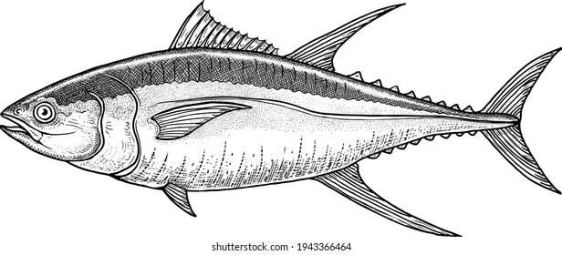 realistic black and white hand drawn illustration of yellowfin tuna (Thunnus albacares) isolated on white

