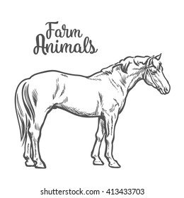 Realistic black and white horse at full length. Sketch style illustration of a horse, concept farm food