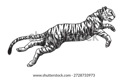 Realistic black and white jumping Tiger drawing in very detailed old engraving style. Pen and ink used design with traditional tools. 