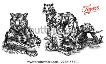 Realistic black and white Tigers drawing in very detailed old engraving style. Pen and ink used design with traditional tools.