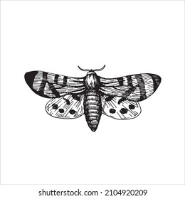 Realistic black and white vector butterfly. Vintage elegant butterfly illustration.