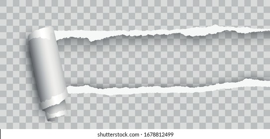Realistic blank curled tear paper. Torn paper edge. Realistic torn paper with rollled edge. Ripped paper - stock vector.
