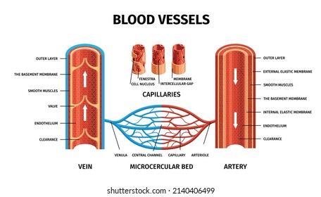 Realistic Blood Vessels Arteries Veins Infographic Stock Vector ...