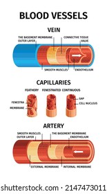 1,311 Realistic Blood Vessels Images, Stock Photos & Vectors | Shutterstock